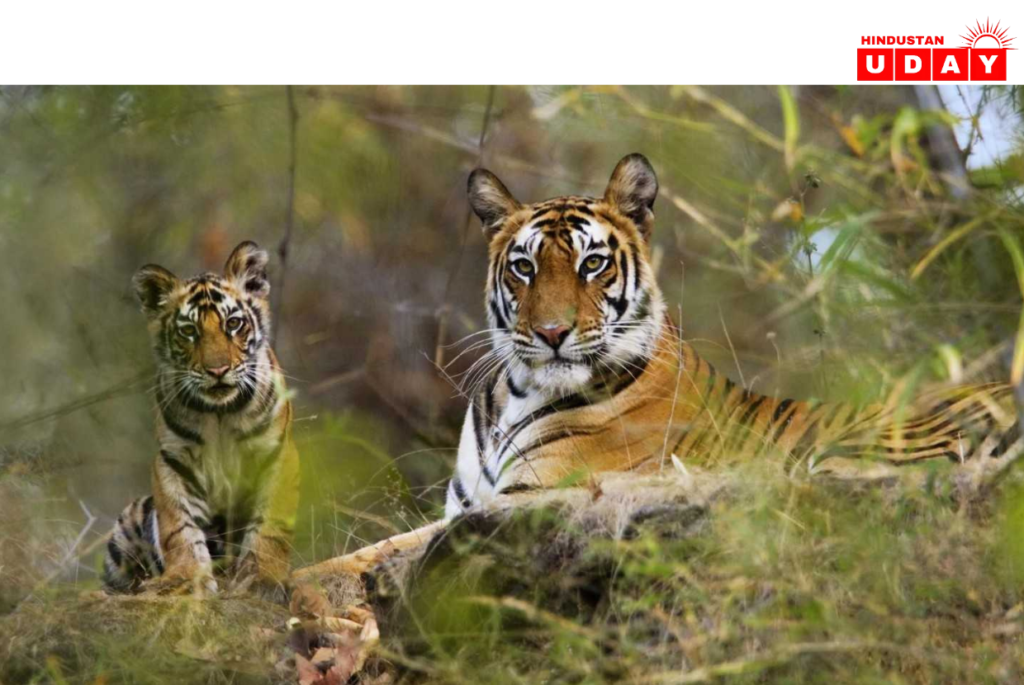 मध्य प्रदेश के रोमांचक जंगल सफारी अनुभव