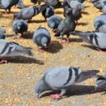 Feeding Pigeons